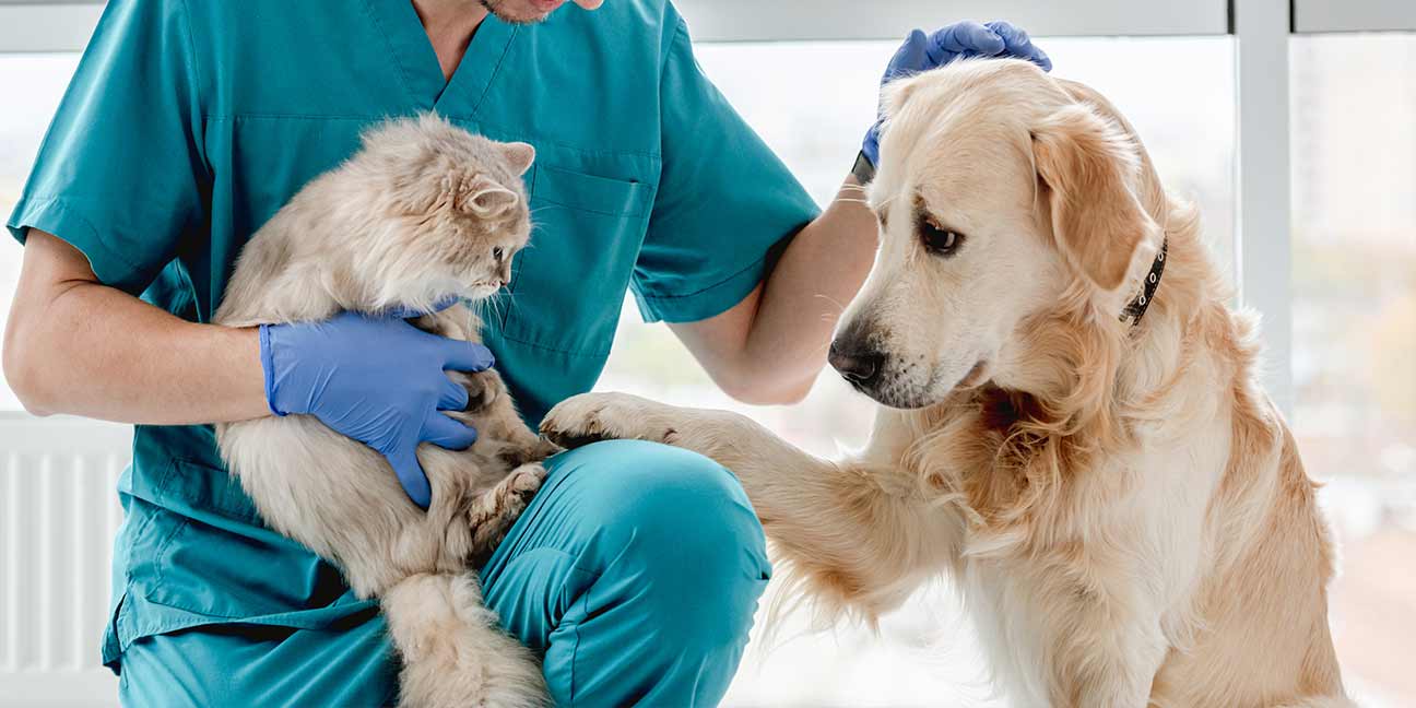 Tout savoir sur les assurances pour les animaux !