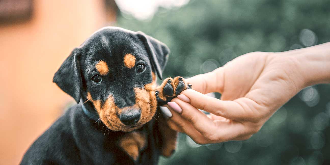 Tout ce dont on doit penser lorsque l'on adopte un animal de compagnie