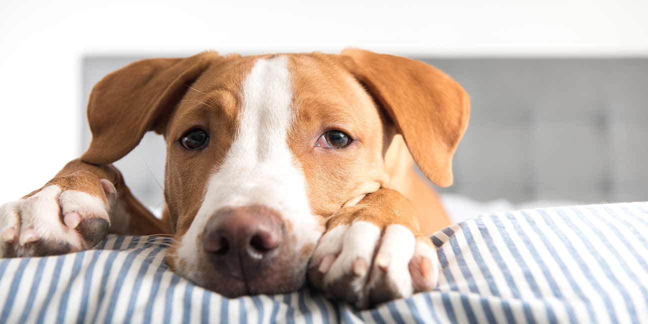 Découvrez les maladies que nos amis les chiens peuvent avoir en commun avec nous les humains