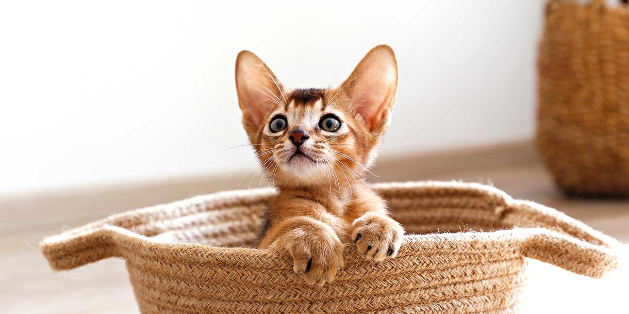 Comment choisir le prénom de son animal de compagnie ?