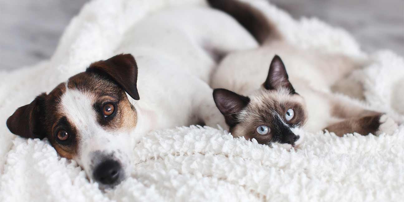 10 idées d'activités en intérieur à faire avec son chien/chat