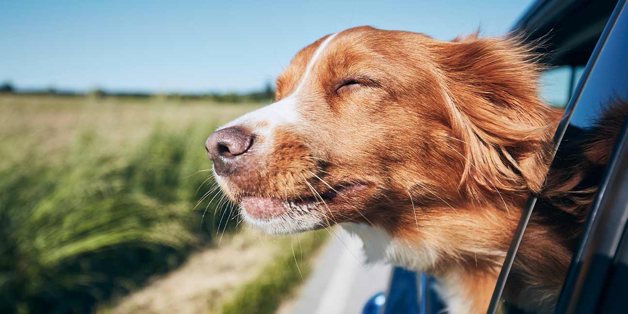 10 idées d'activités en plein air à faire avec son chien/chat en été