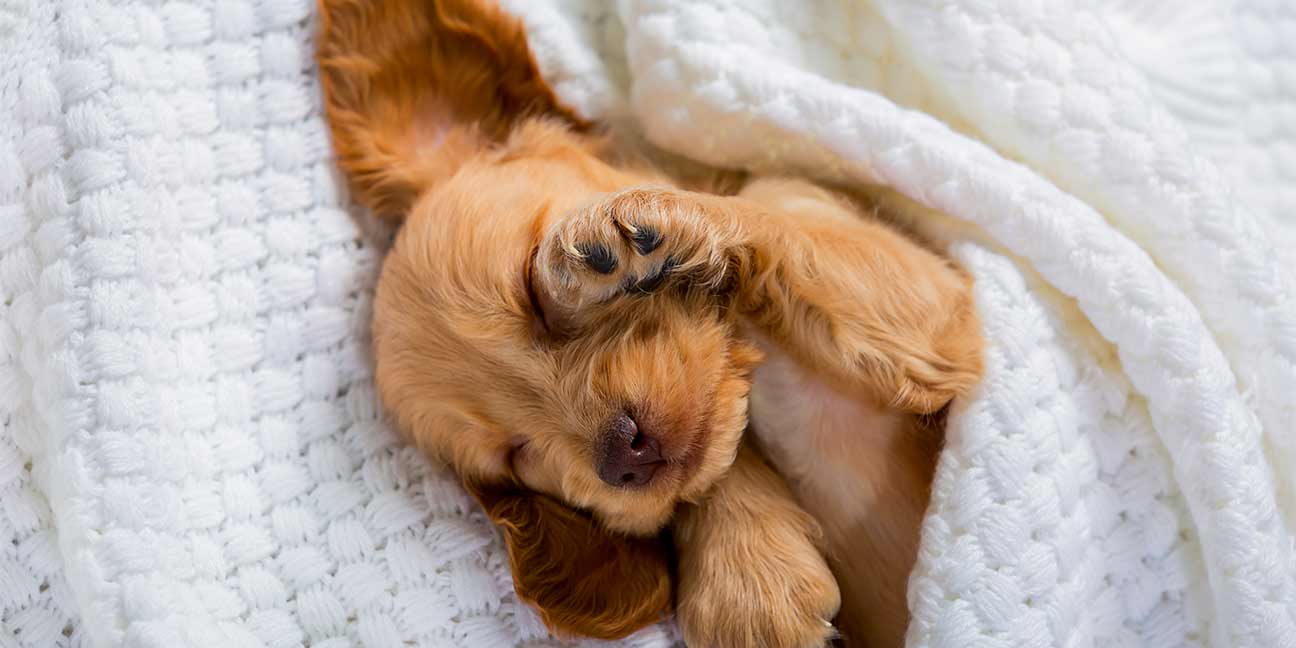 Quand dois-je adopter un animal de compagnie ?