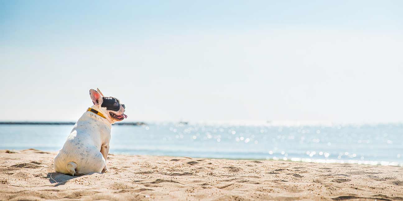 Canicule ? Que faire pour rafraichir nos animaux de compagnie ?