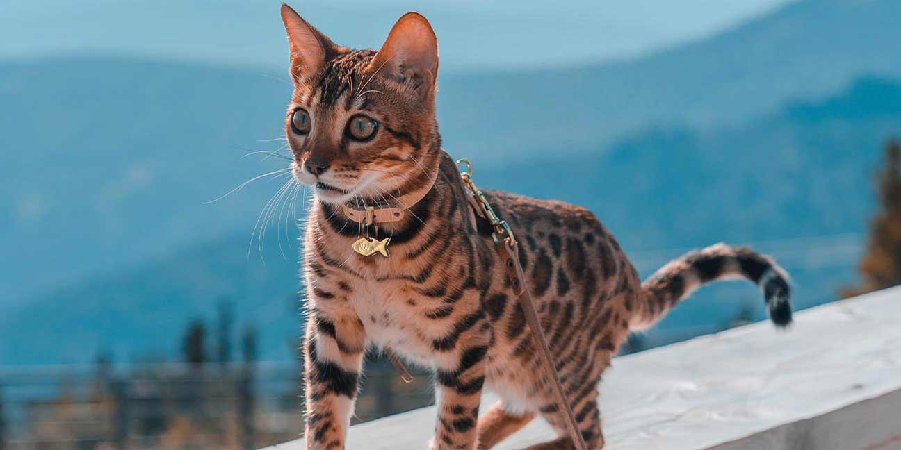 Comment choisir le bon collier et la bonne laisse pour son chat ?