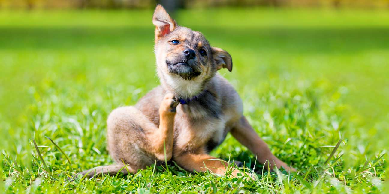 Mon animal a une tique, que faire ?