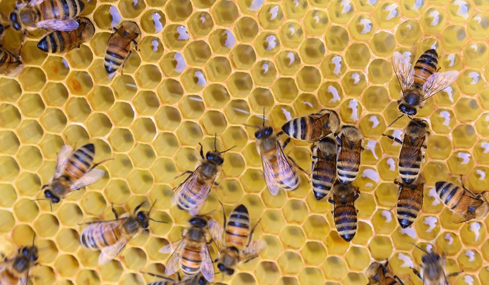 Happy Bee-day : le 20 mai, c'est la journée mondiale des abeilles !