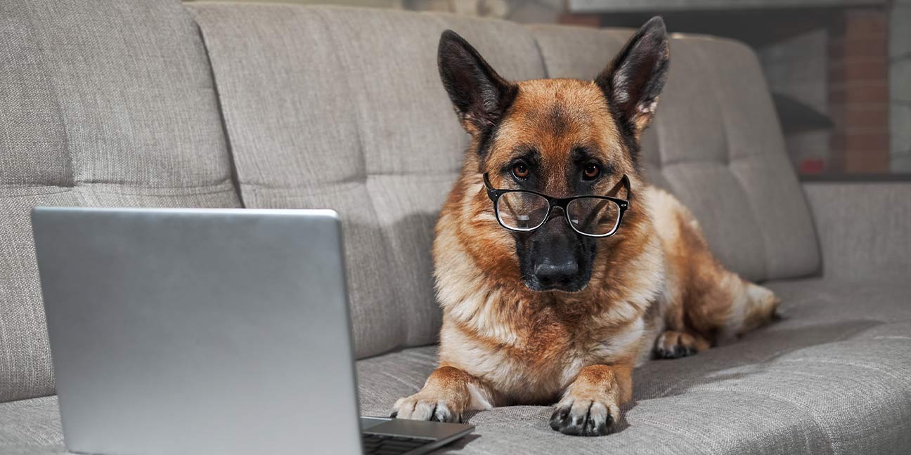 Quel âge a mon chien ?