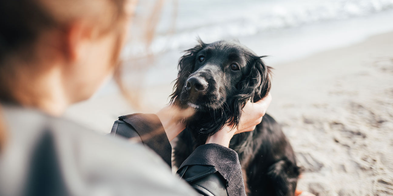Pourquoi faut-il une médaille chien ? L'importance de l'identification canine !