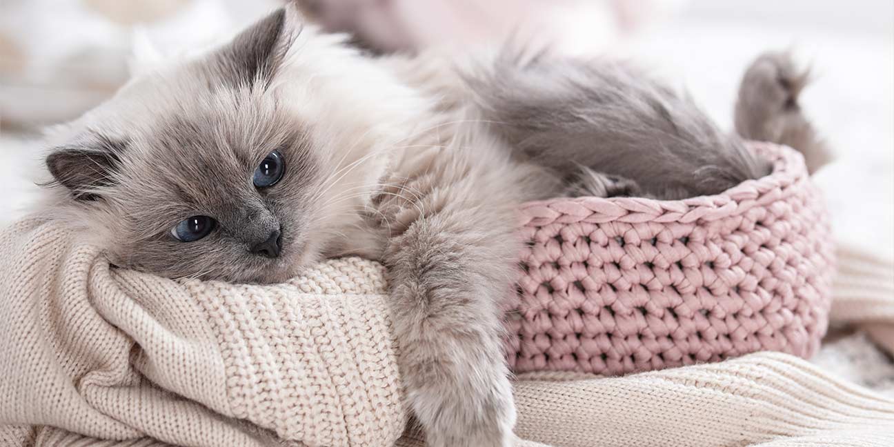 Quel âge a mon chat ? Notre guide pour déterminer l'âge de votre félin en âge humain