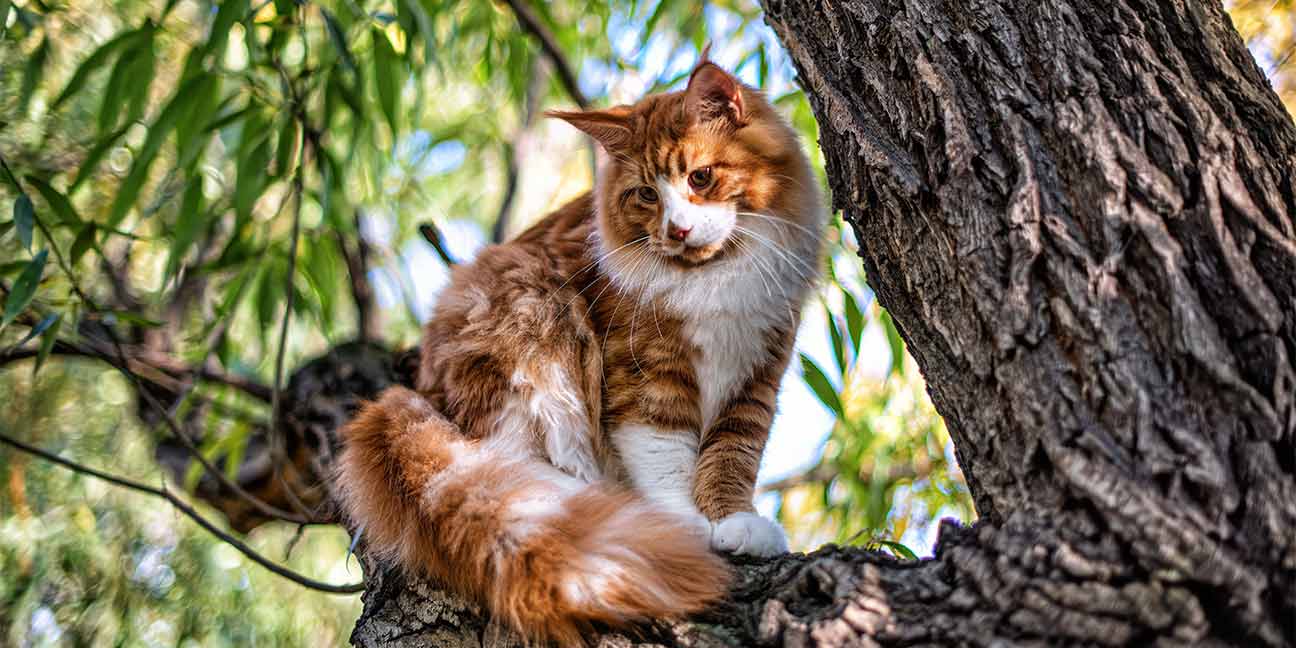 Pourquoi faut-il une médaille chat ? L'importance de l'identification féline !