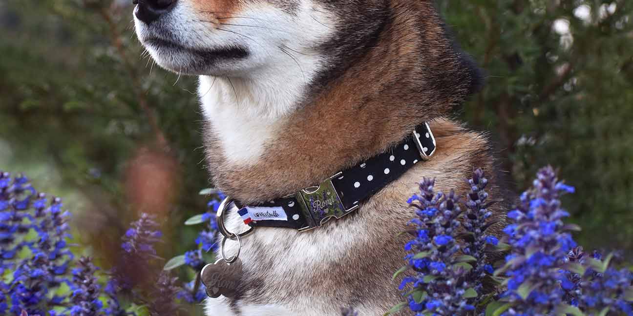 Comment choisir le bon collier et la bonne laisse pour son chien ?