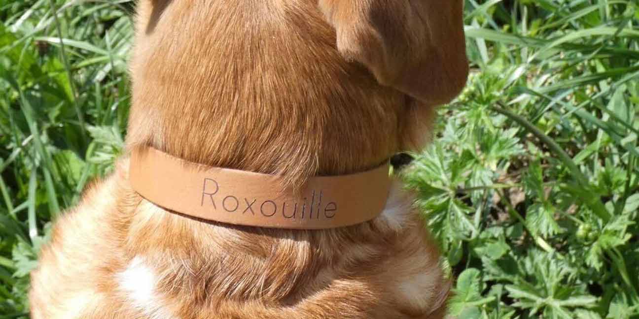 Tout ce que vous devez savoir sur les colliers en cuir pour chien